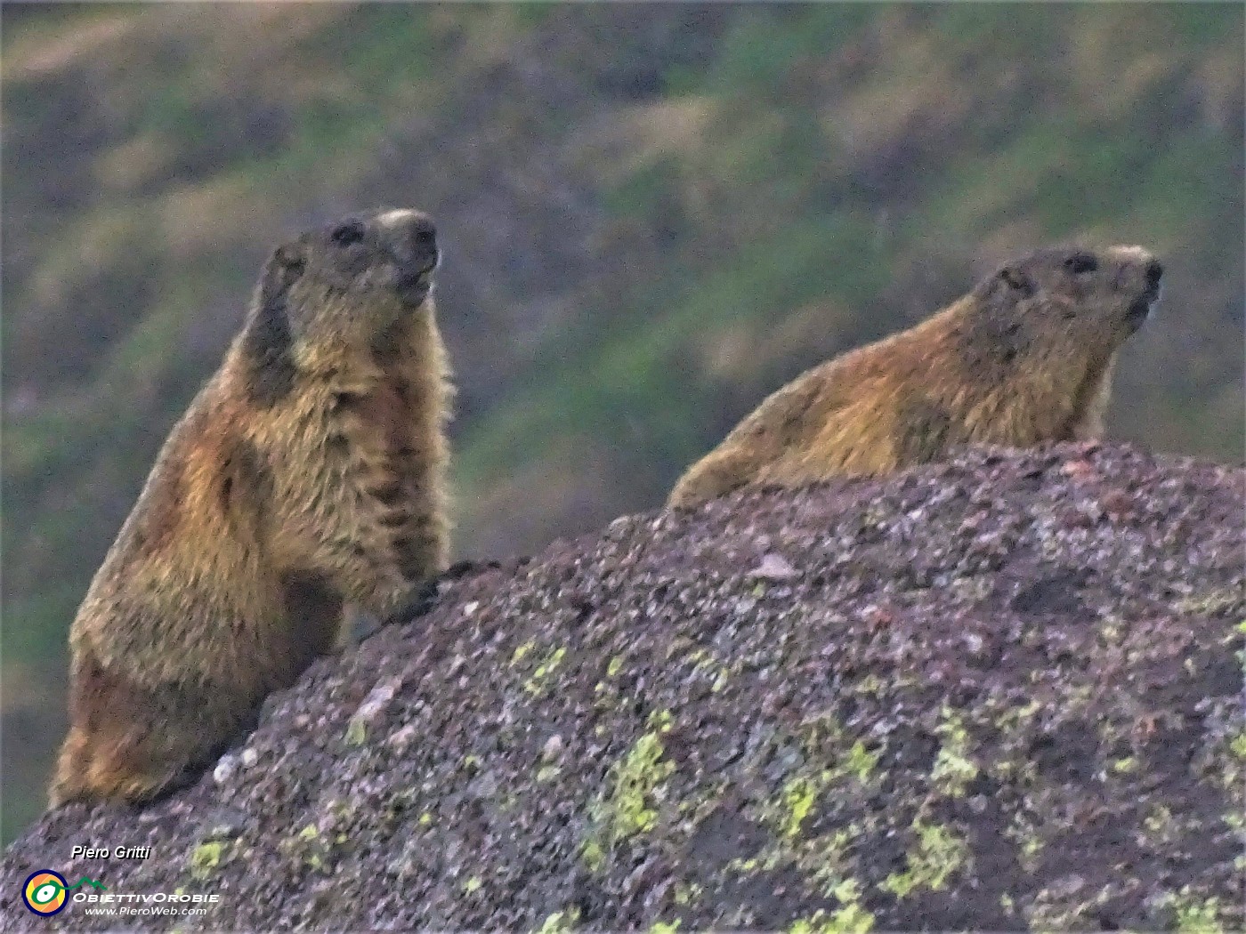 67 Marmota marmota (Marmotta delle Alpi) in osservazione da un roccione .JPG -                                